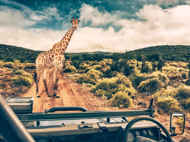 WildLife